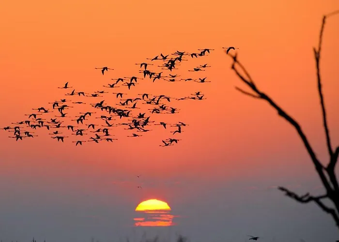 فيلة Pedras D'el Rei تافيرا